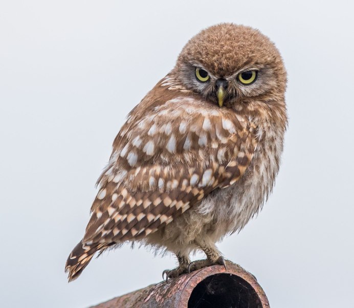 Домовый Сыч лучик