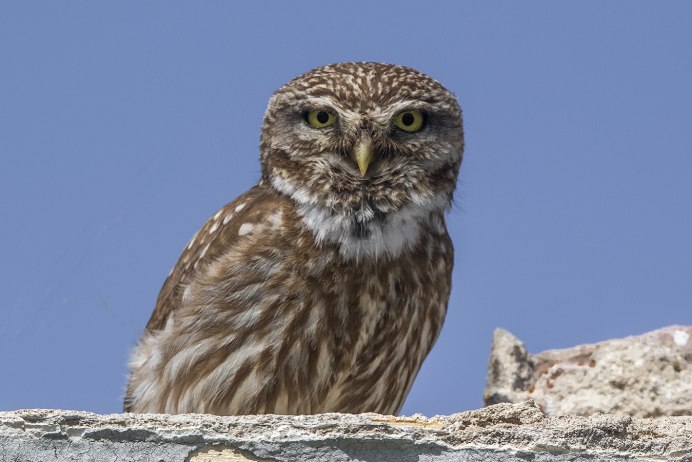 Домовый Сыч – Athene Noctua (SCOP.)