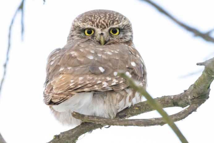 Птица Сыч фото белый фон