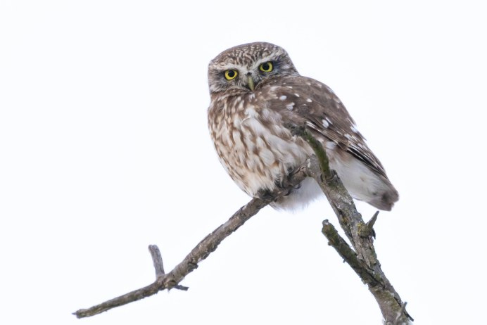 Обыкновенный Домовой Сыч