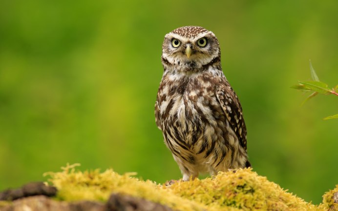 Воробьиный Сыч