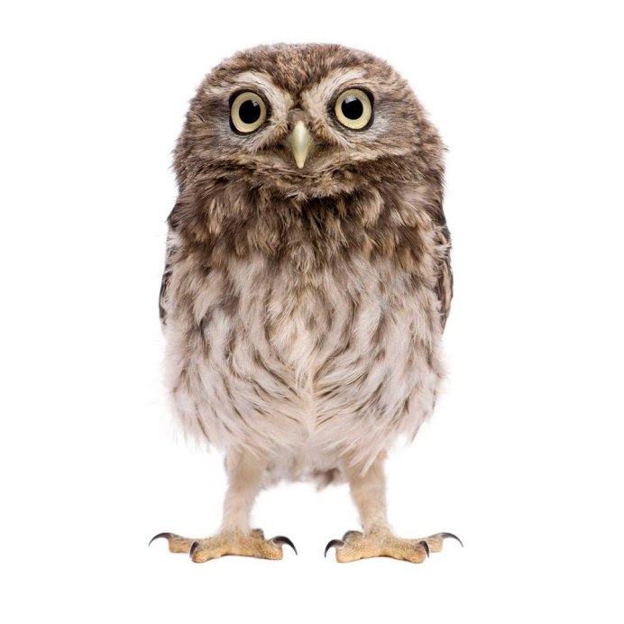 Милый, пугливые филины