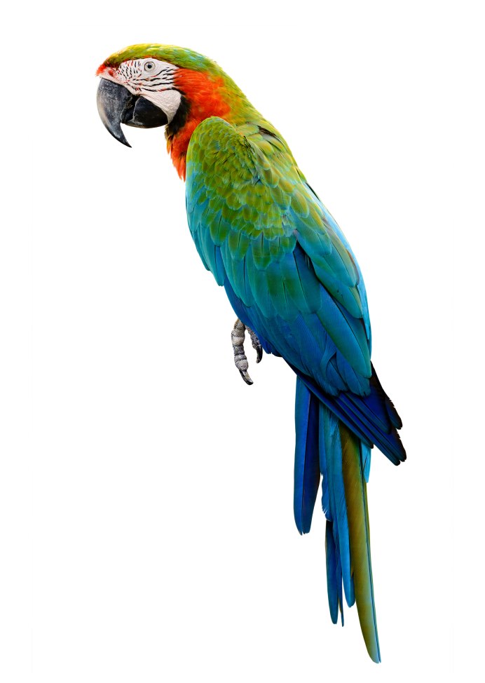 Parrotlet попугай