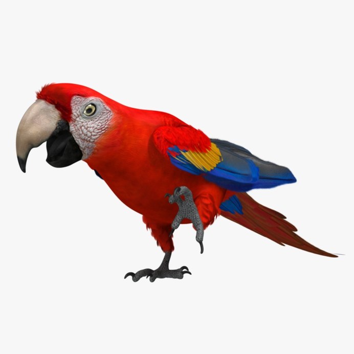 Parrot 3d model