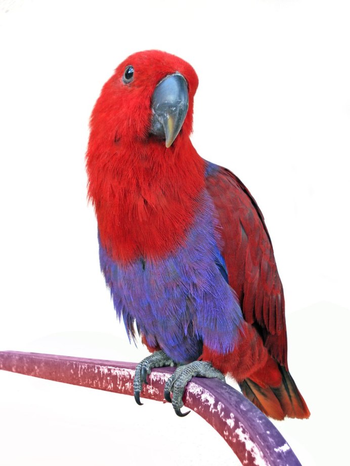 Parrotlet попугай