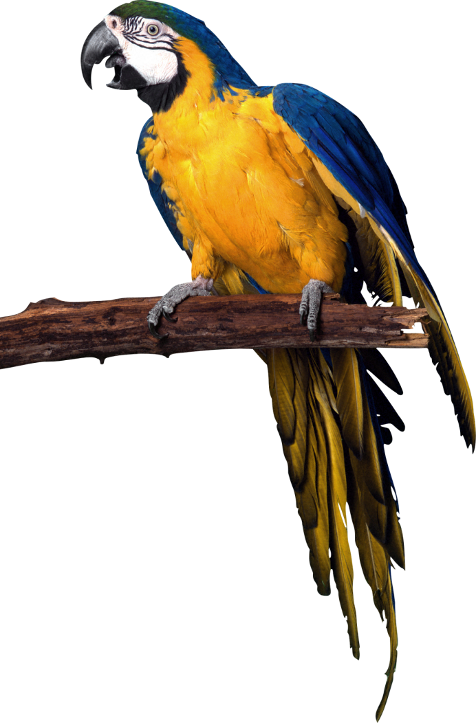 Попугай Parrot