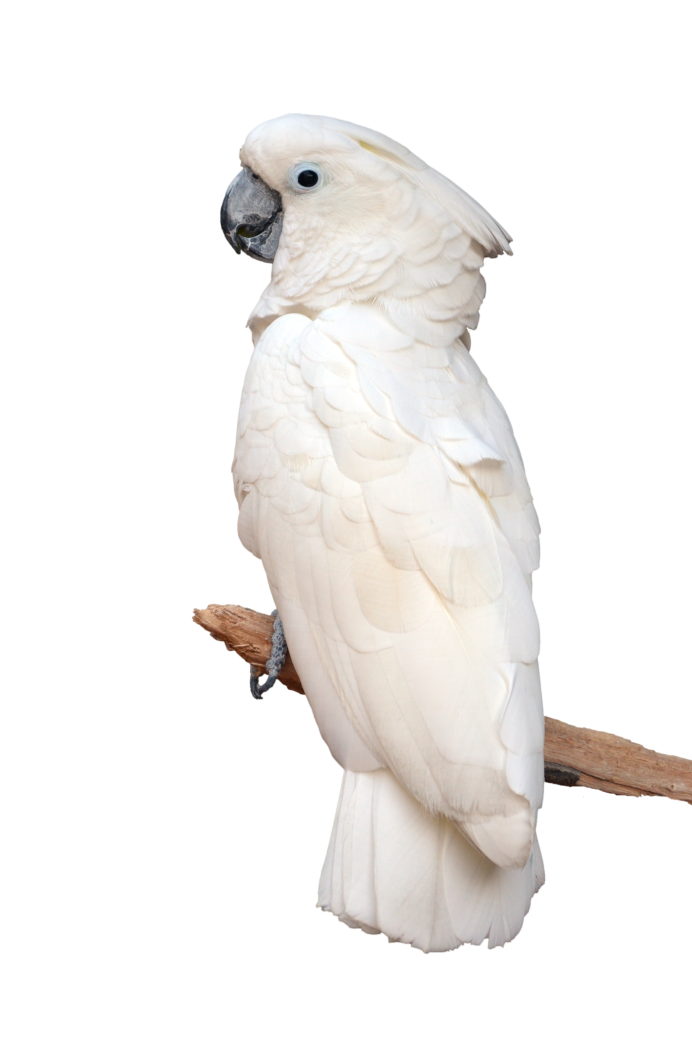 Cockatoo Parrot