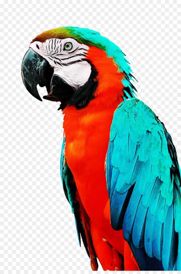 Попугай Parrot