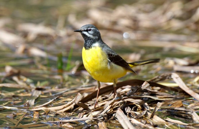 Плиска Motacilla