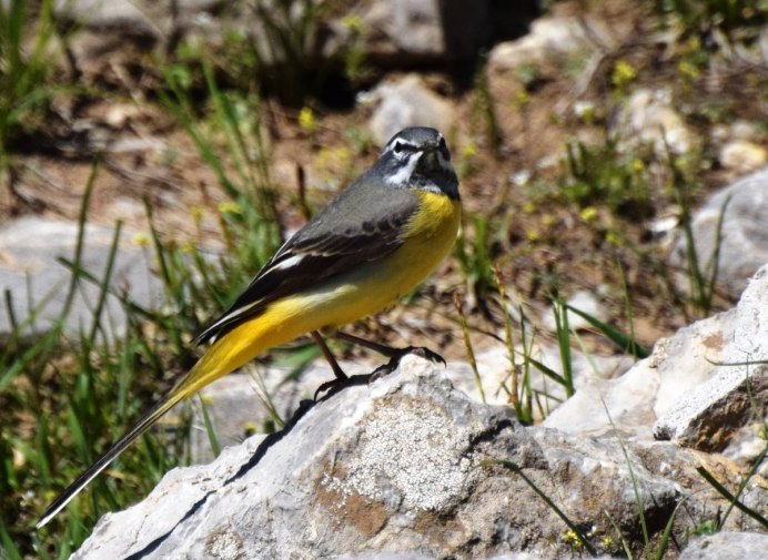 Горную трясогузку Motacilla cinerea