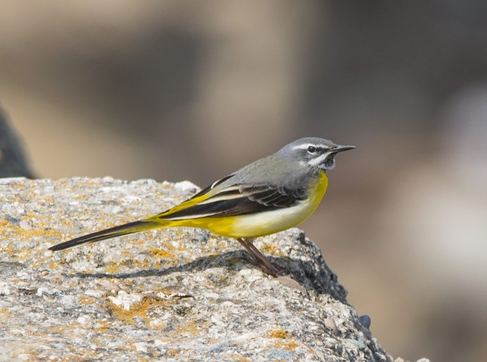 Плиска Motacilla