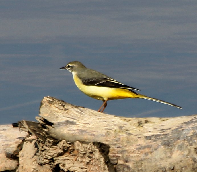 Grey Wagtail