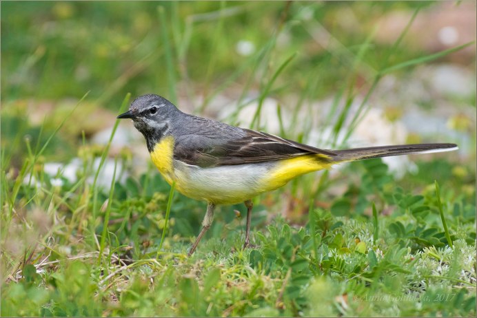 Горную трясогузку Motacilla cinerea