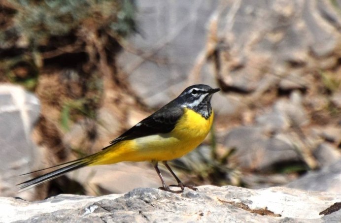 Горную трясогузку Motacilla cinerea