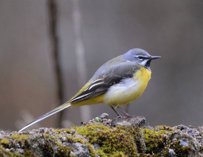 Горную трясогузку Motacilla cinerea