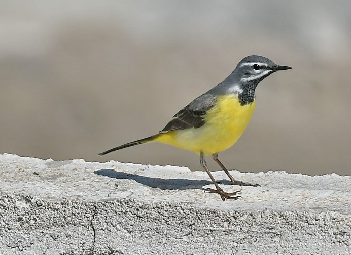 Горную трясогузку Motacilla cinerea