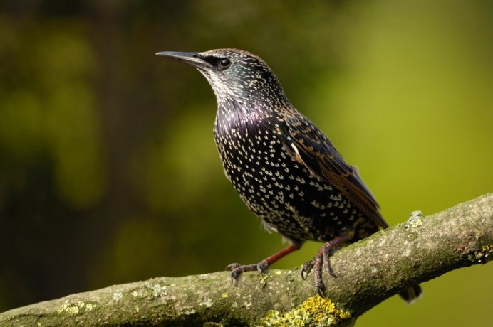 The Starling (скворец)