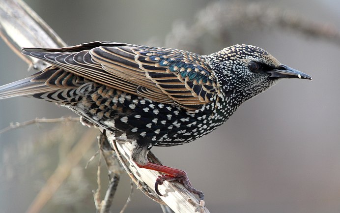 Sturnus vulgaris