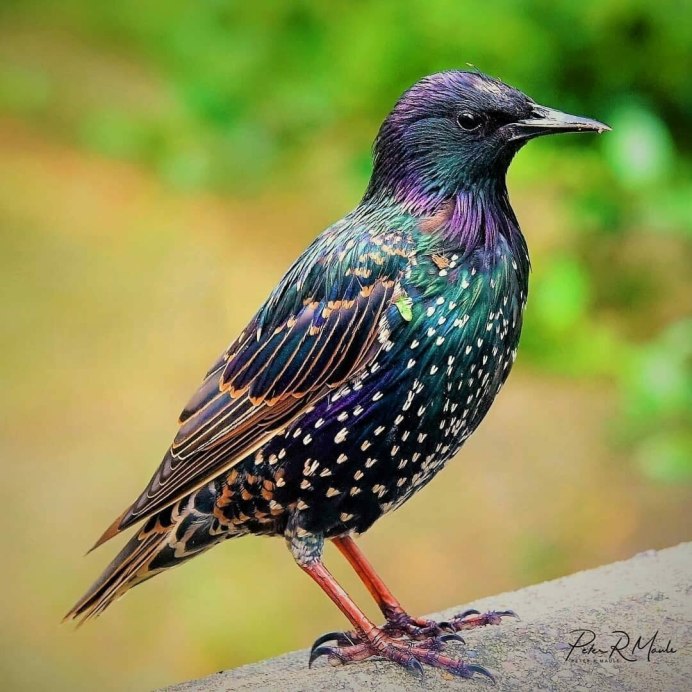 Starling птица