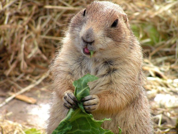 Сардинская пищуха