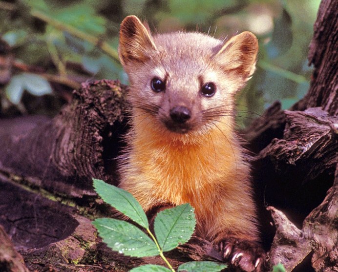 Обыкновенная полёвка