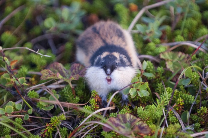 Амурский лемминг