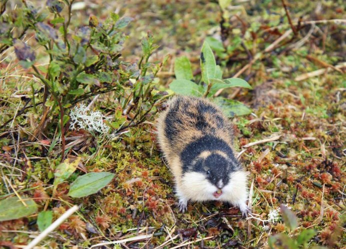 Илийская пищуха