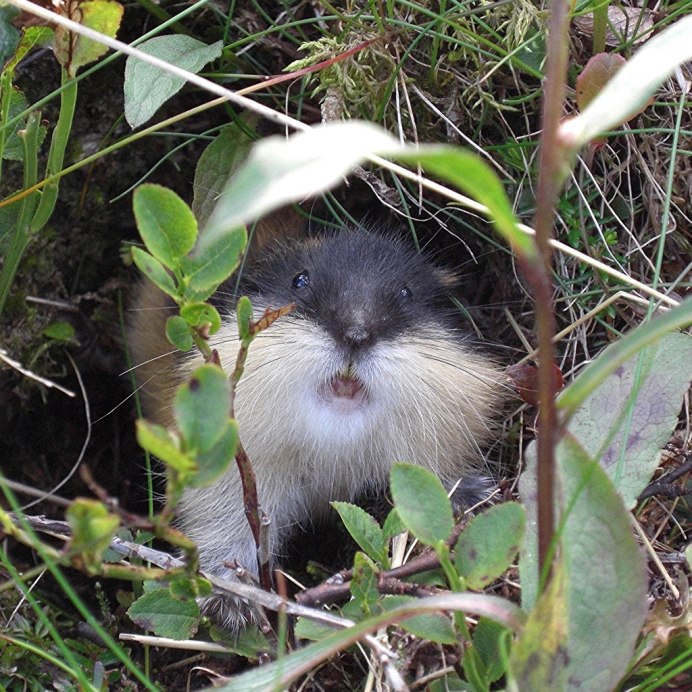 Пеструшка Пржевальского