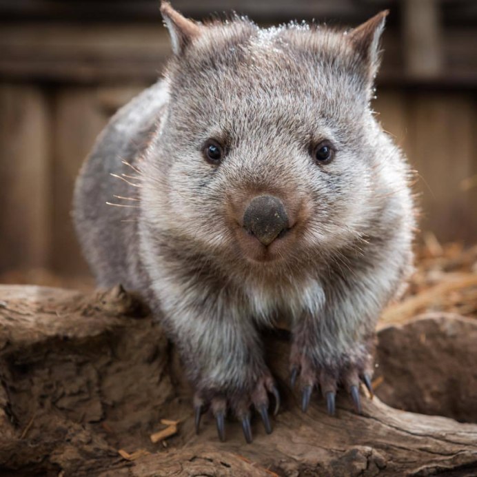 Нашествие леммингов