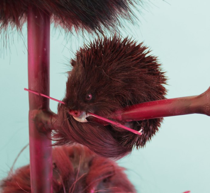 Полевка Миддендорфа