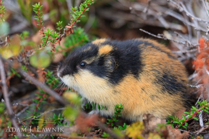 Пеструшка лемминг
