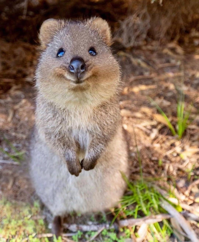 Пищуха сеноставка