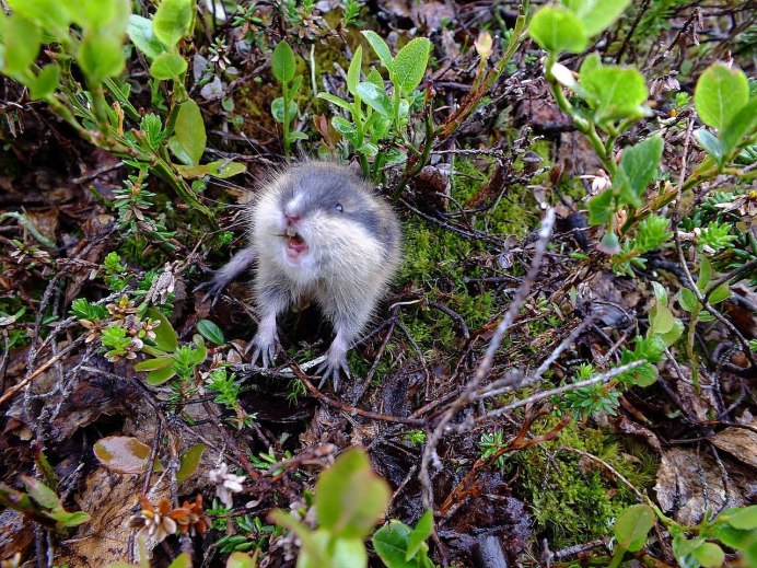 Пеструшка лемминг