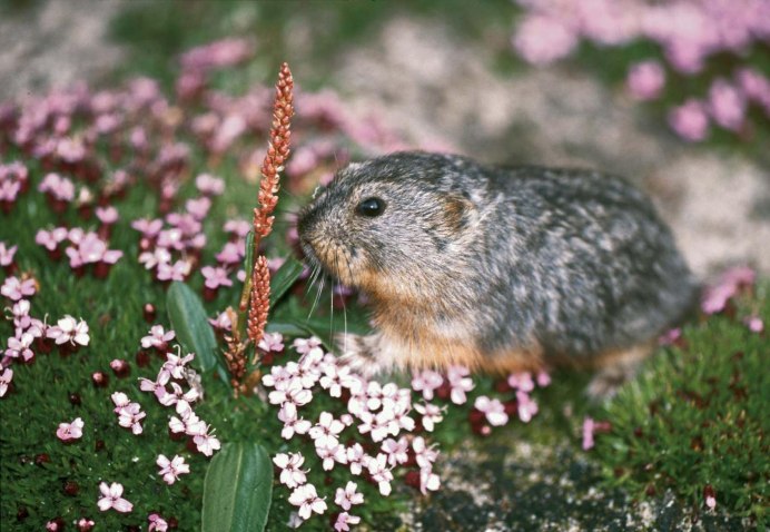 Грызуны лемминги