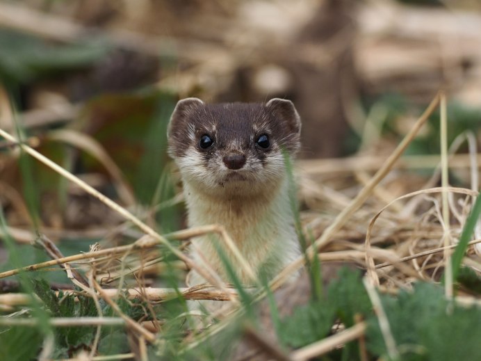 Самые милые животные