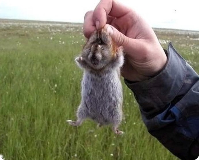 Флеминг зверушка