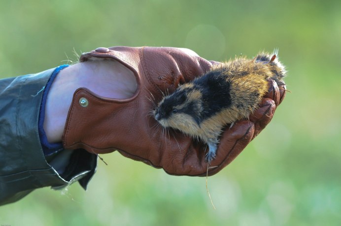 Сибирский лемминг Lemmus sibiricus