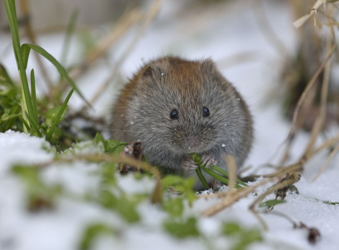 Алтайская пищуха (Ochotona Alpina)