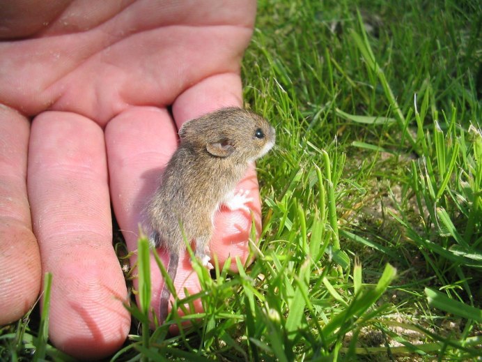 Маленькие зверьки