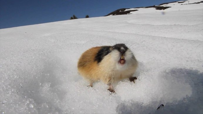 Лемминги в Арктике