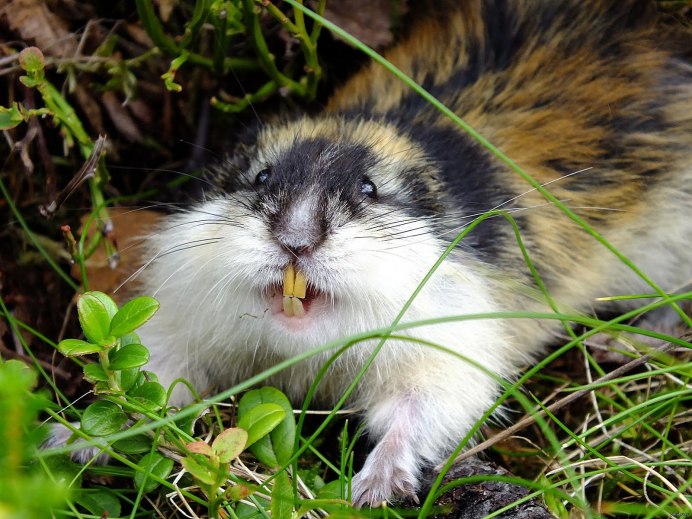 Амурский лемминг