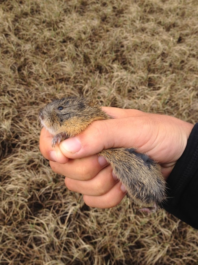 Лемминг Арктический