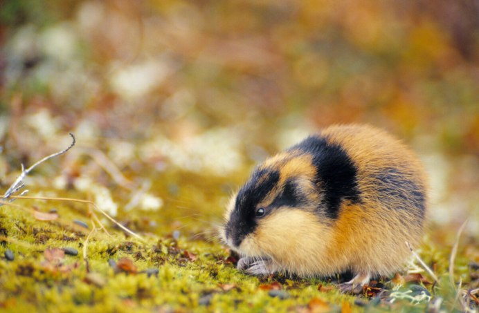 Копытный лемминг