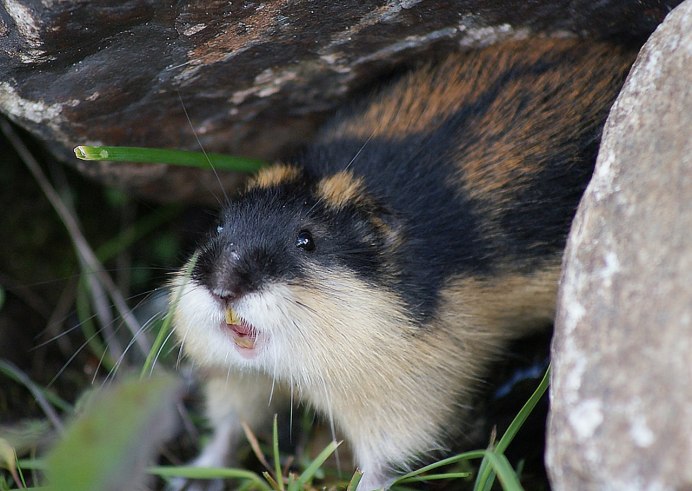 Камчатский лемминг
