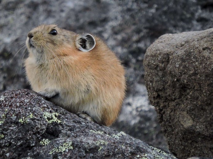 Пеструшка лемминг