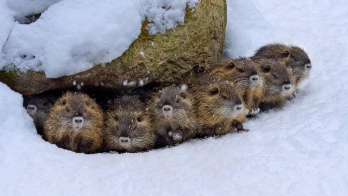 Американская пищуха детеныш