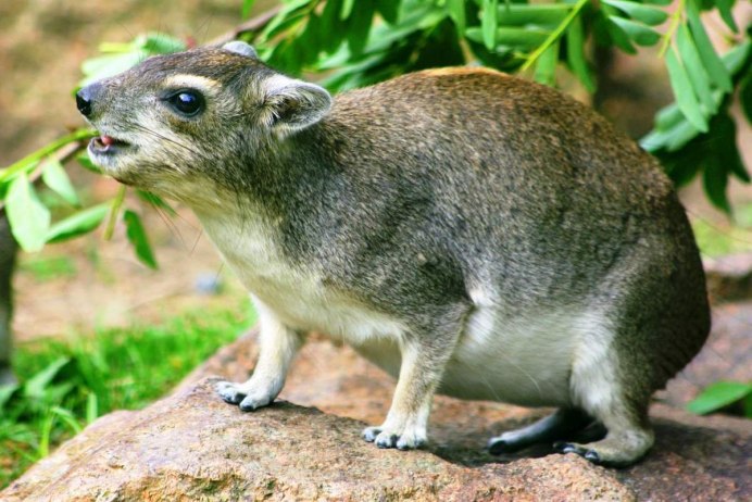 Американская пищуха детеныш