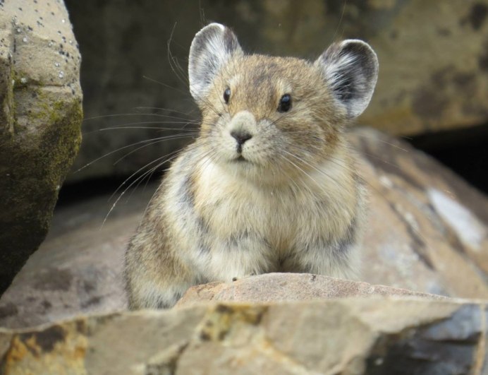 Флеминг животное