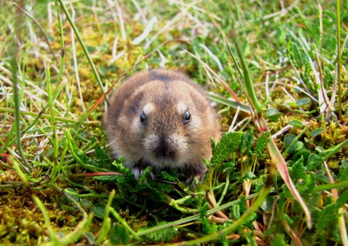 Норвежский лемминг