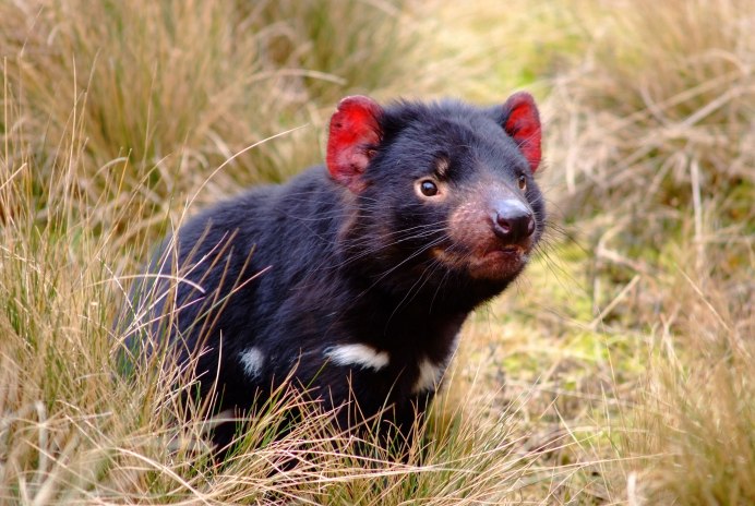 Полевая мышь полевка